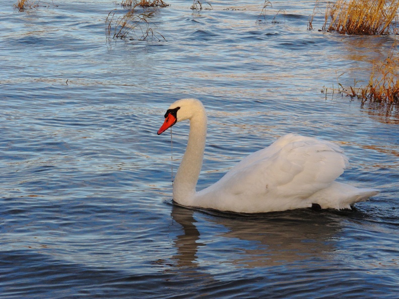 Der Schwan sucht im Rhein bei Orsoy nach Nahrung. Der große Entenvogel filtert Plankton aus dem Wasser, daher läuft ihm beim Auftauchen Wasser aus dem Schnabel. der_schwan_0555.jpg