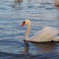 der_schwan_0555.jpg