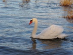 Der weiße Schwan