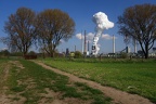 Der weisse Baum