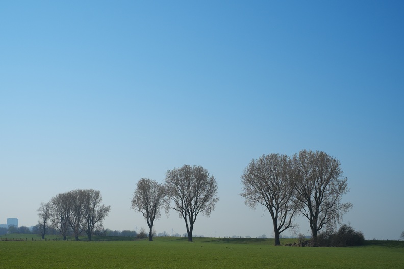 Die großen Bäume