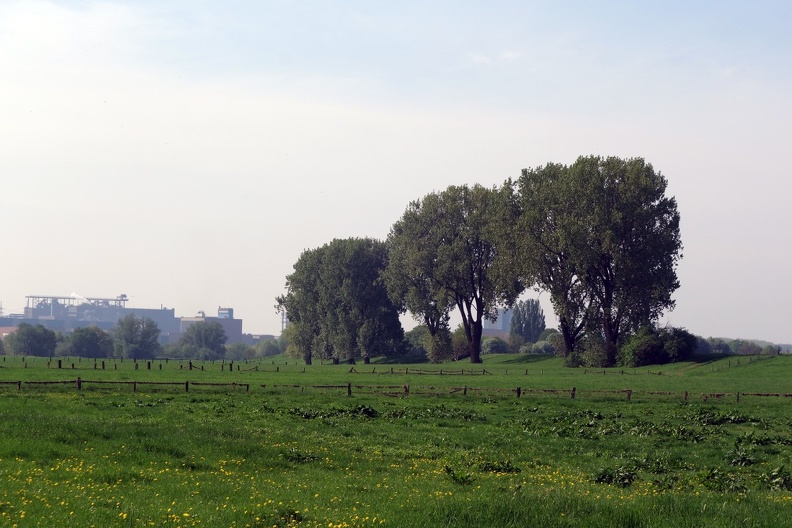 Der Löwenzahn ist im Anmarsch, breitet sich überall aus. Vielleicht ist es anderen Pflanzen mittlerweile zu nass im Frühling. die_3_baeume_18.jpg