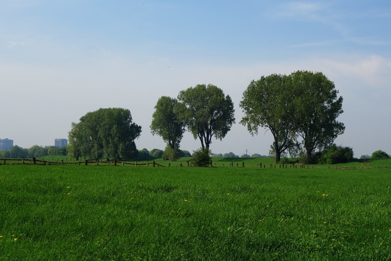 Die 3 Bäume im Frühling