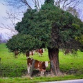 Kuh unterm Baum