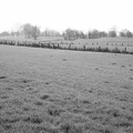 Felder in Schwarzweiß