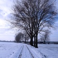 Feldweg im Schnee