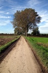 Feldweg im Herbst 2