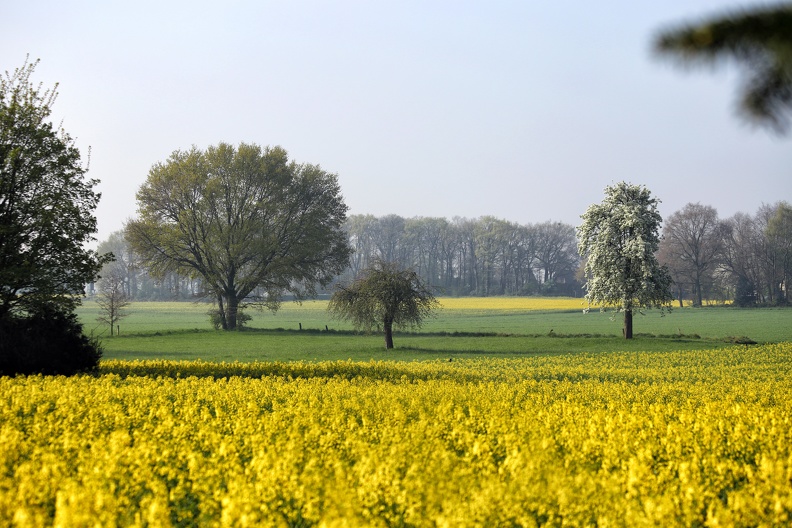 Frühlingsmorgen am Niederrhein