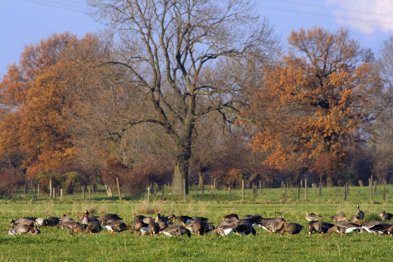 Wildgänse