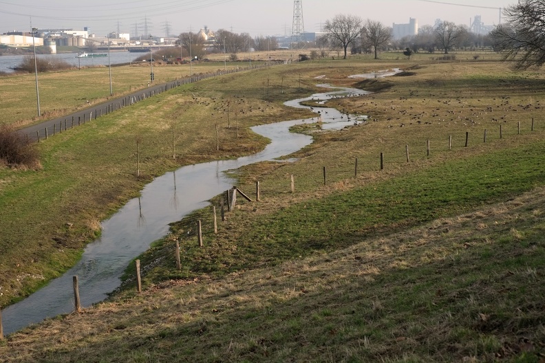 Gänse Paradies am Rhein