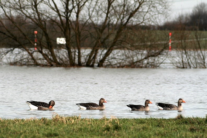 Gänsequartett