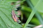 Grashüpfer
