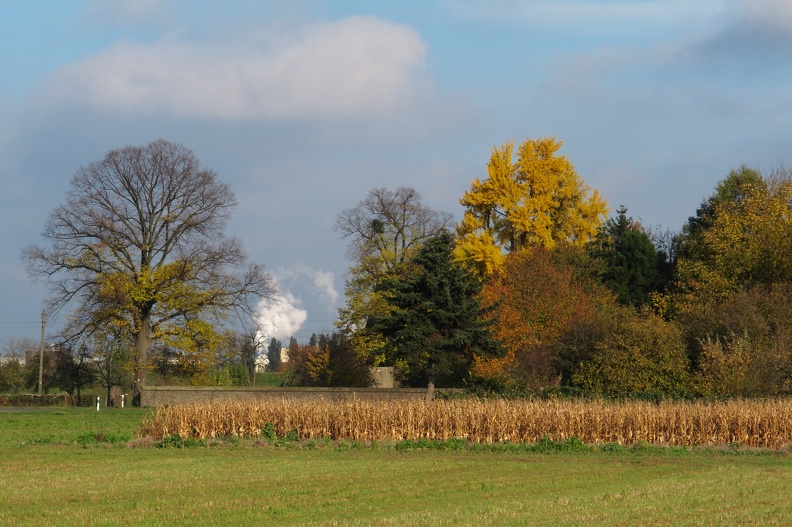 herbstbaeume_IMG_0483.jpg