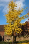 Baum im Herbst