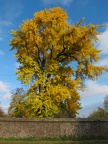 Baum im Herbst