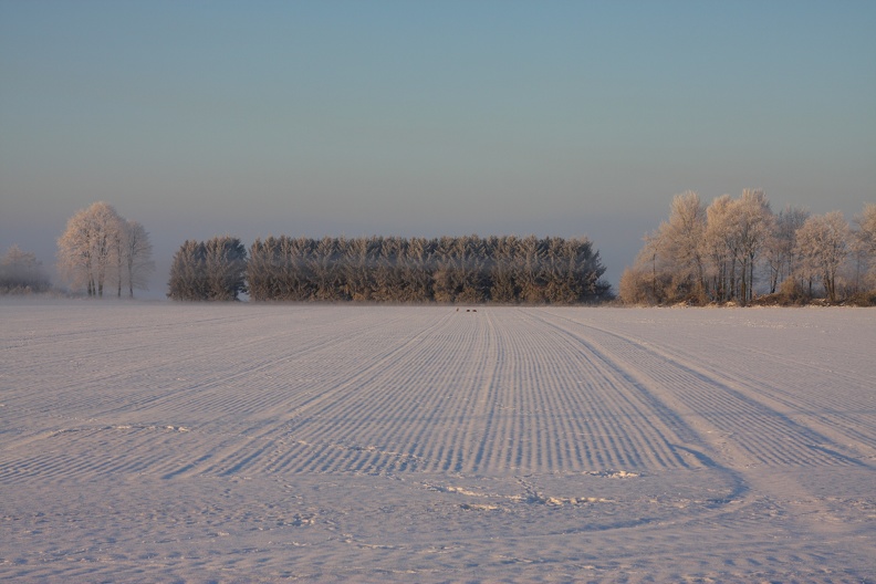 Hasengruppe im Schnee