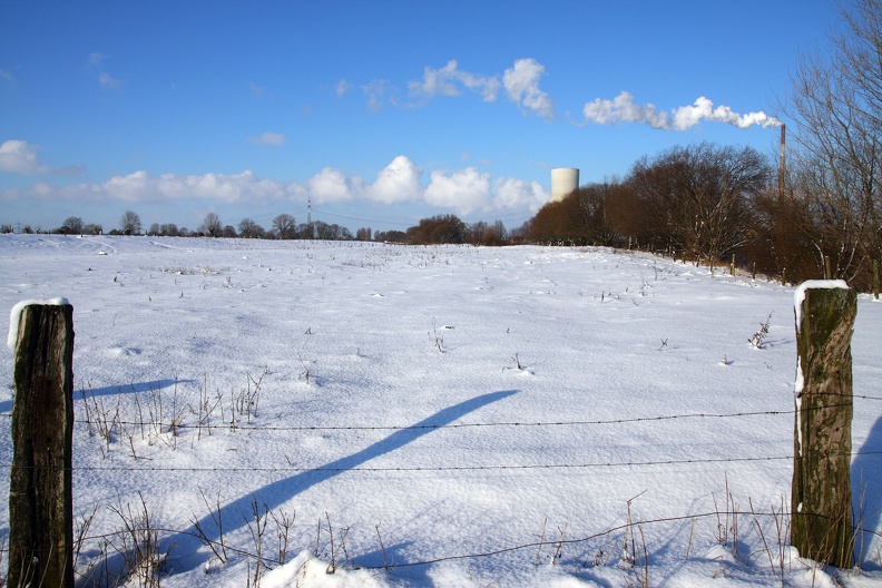 Auen im Schnee