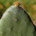 kaktus_0755.jpg