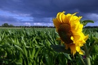 Kampf der Sonnenblume
