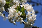 Kirschblüte