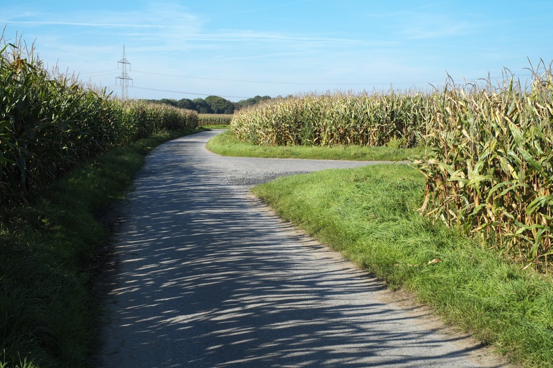 Maisfelder im Herbst