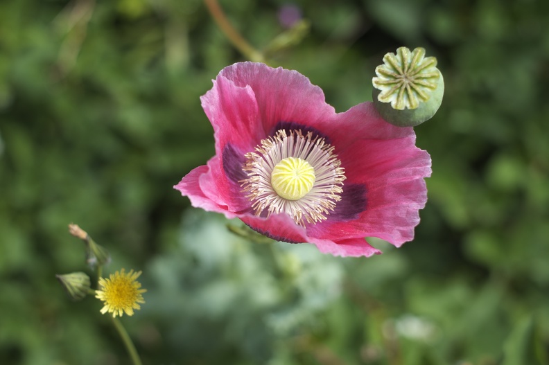 Mohnblumenblüte & Kapselfrucht