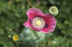 Mohnblumenblüte & Kapselfrucht