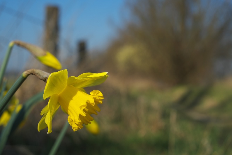 Die Narzissen sind die ersten Blumen die im Auengebiet des Rheins blühen. Weil sie so früh im Jahr zu sehen sind, werden sie auch Osterglocken genannt. narzisse_am_rhein.jpg