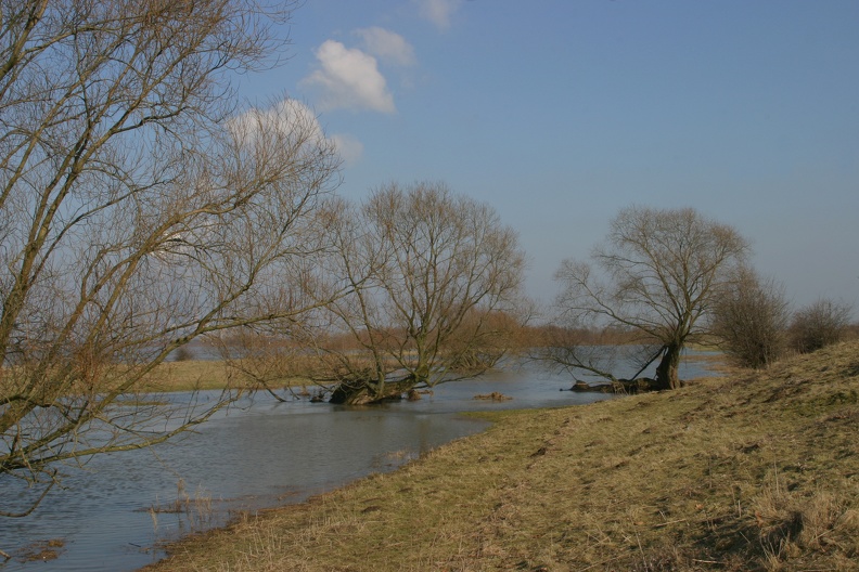 Silberweiden