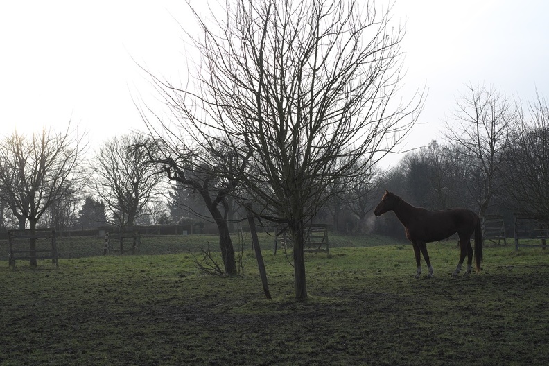 Pferd auf der Obstwiese