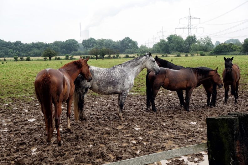 Pferde auf dem Feld