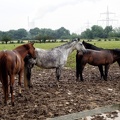 Pferde auf dem Feld