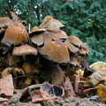 Pilzgruppe im Herbst