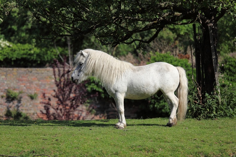 Pony steht ordentlich