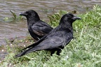 Rabenkrähe