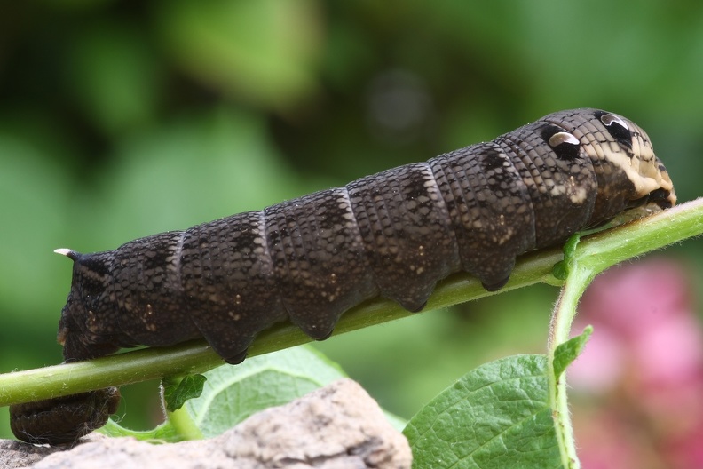 Raupe Deilephila elpenor