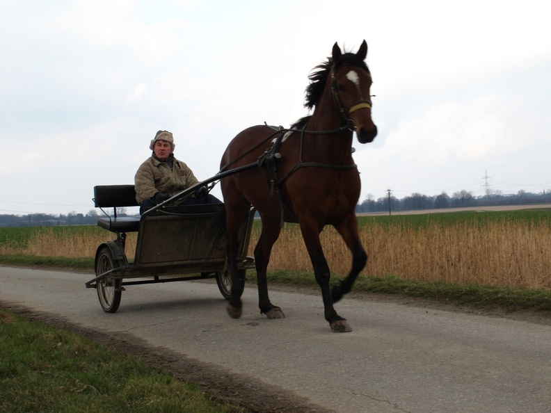 Sulky im Binsheimer Feld