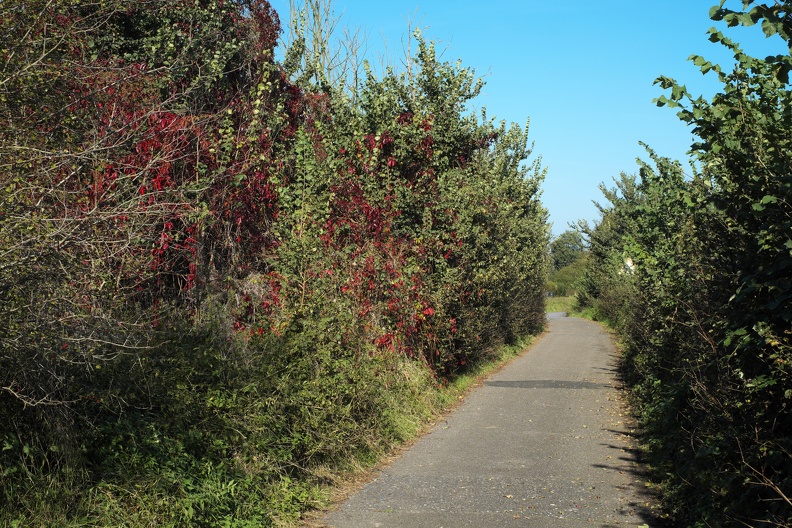 Roter Herbst