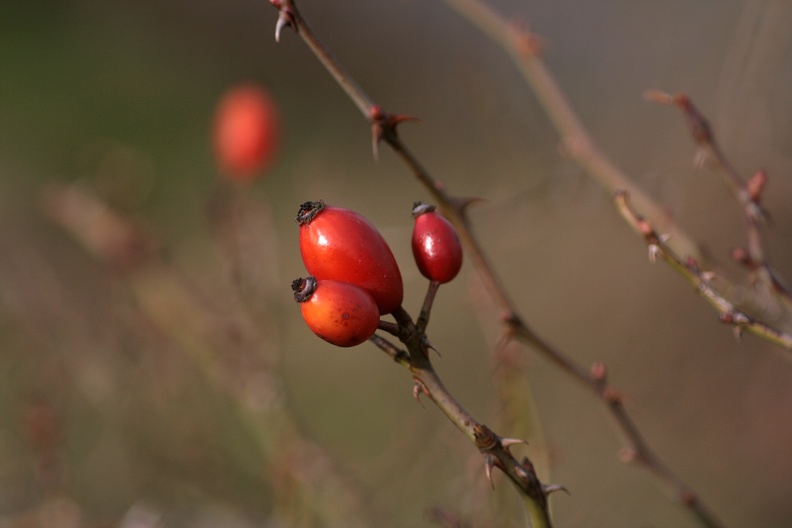 rote_frucht.jpg