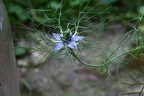 Blaue Sommerblume