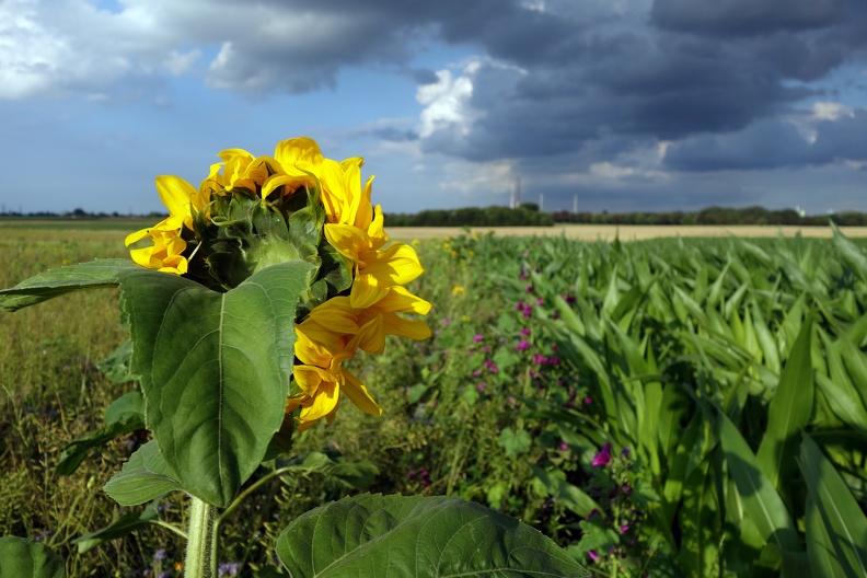 Sonnenblume im Feld