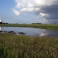 Teich im Feld