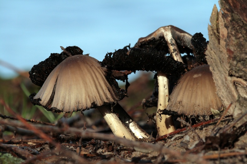 Verottende Pilzgruppe