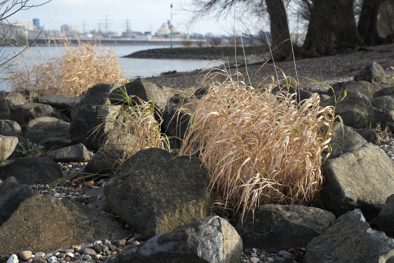 Die vertrockneten Gräser am Rhein sind im Winter willkommene Farbtupfen. vertrocknete_graeser.jpg