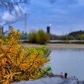 Verwelkt am Rhein