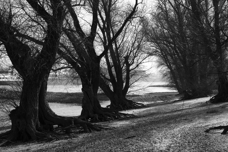 Das Weiden am Rhein sind eine wunderbare Kulisse für Filme wie Harry Potter. Gerade in schwarz weiß wirken sie wie aus einem bedrohlichen Wald. weiden_am_rhein.jpg