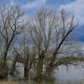 Weidenbäume im Hochwasser