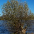 Weidenbaum am Rheinufer