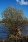 Weidenbaum am Rheinufer