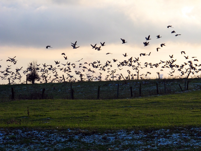 Wildgänse am Niederrhein